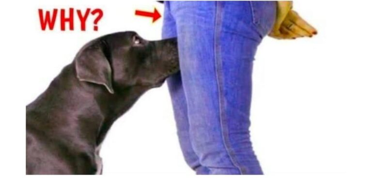 If your dog is sniffing your genital area, it means you have…